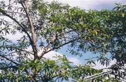 Rudraksha Fruits in Tree